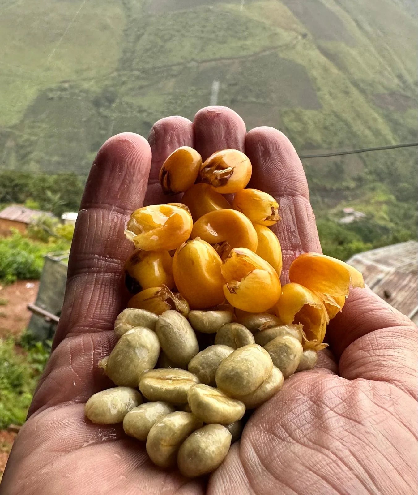 Peru Neyra Family