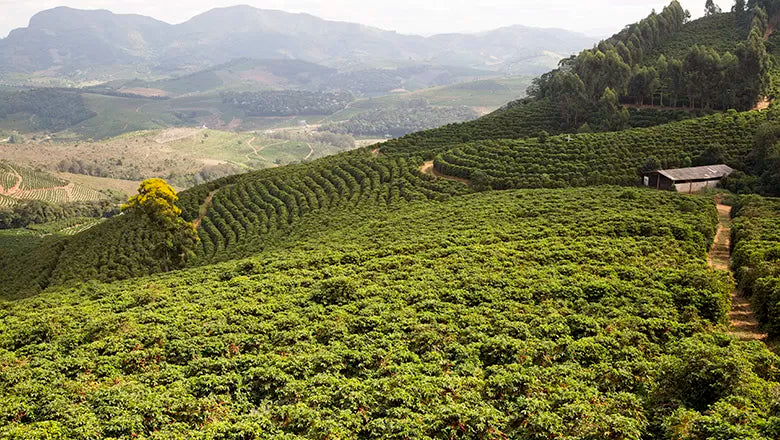 Brazil Daterra LOW CAF