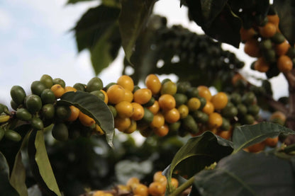 Colombia Benedicto Puentes