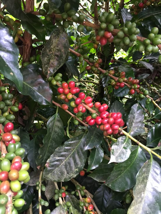 Ecuador Finca Maputo