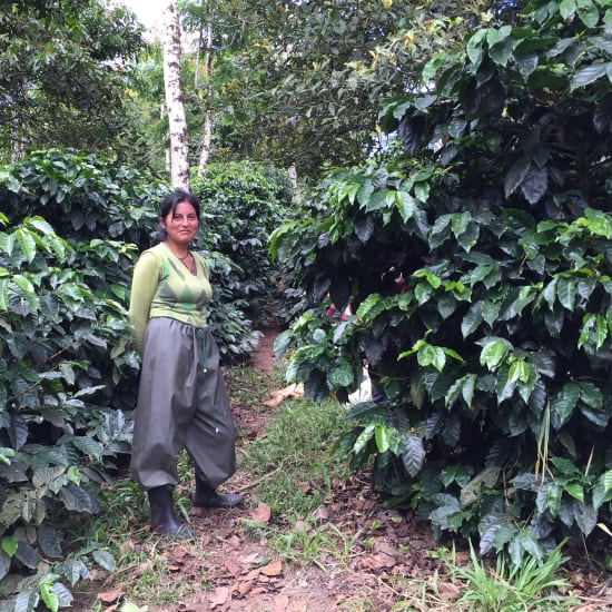 Ecuador Finca Maputo