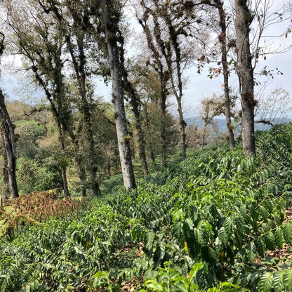 Mexiko Carlos Cadena