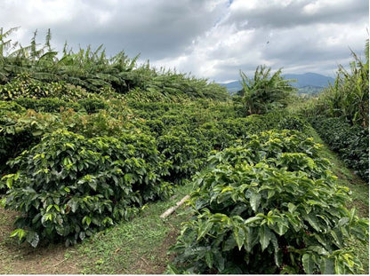 Costa Rica Las Lajas Cascara