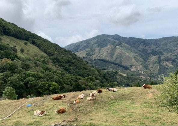 Costa Rica Las Lajas Cascara