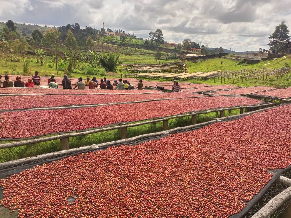 Espresso Ready Brazil Sul de Minas