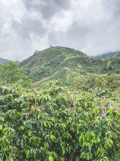 Colombia Sugar Cane Decaf