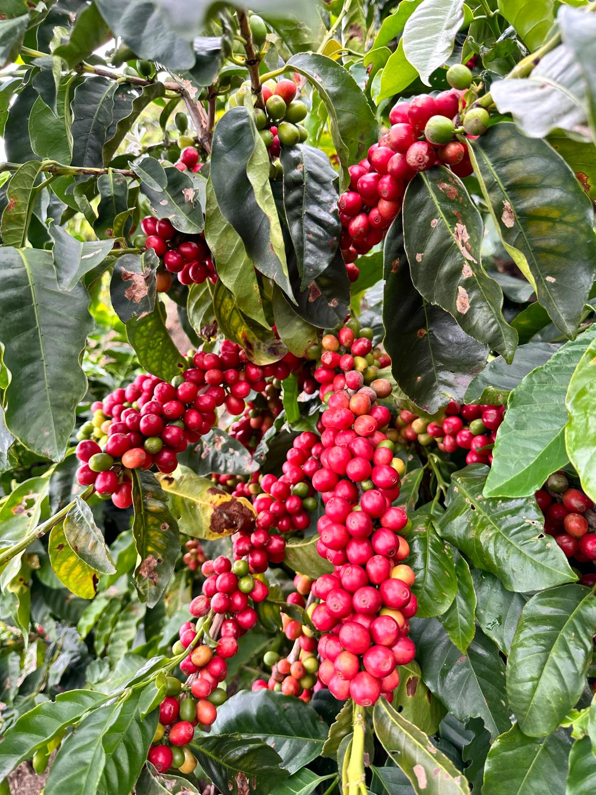 Venezuela Rivero Family