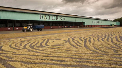 Brazil Daterra LOW CAF