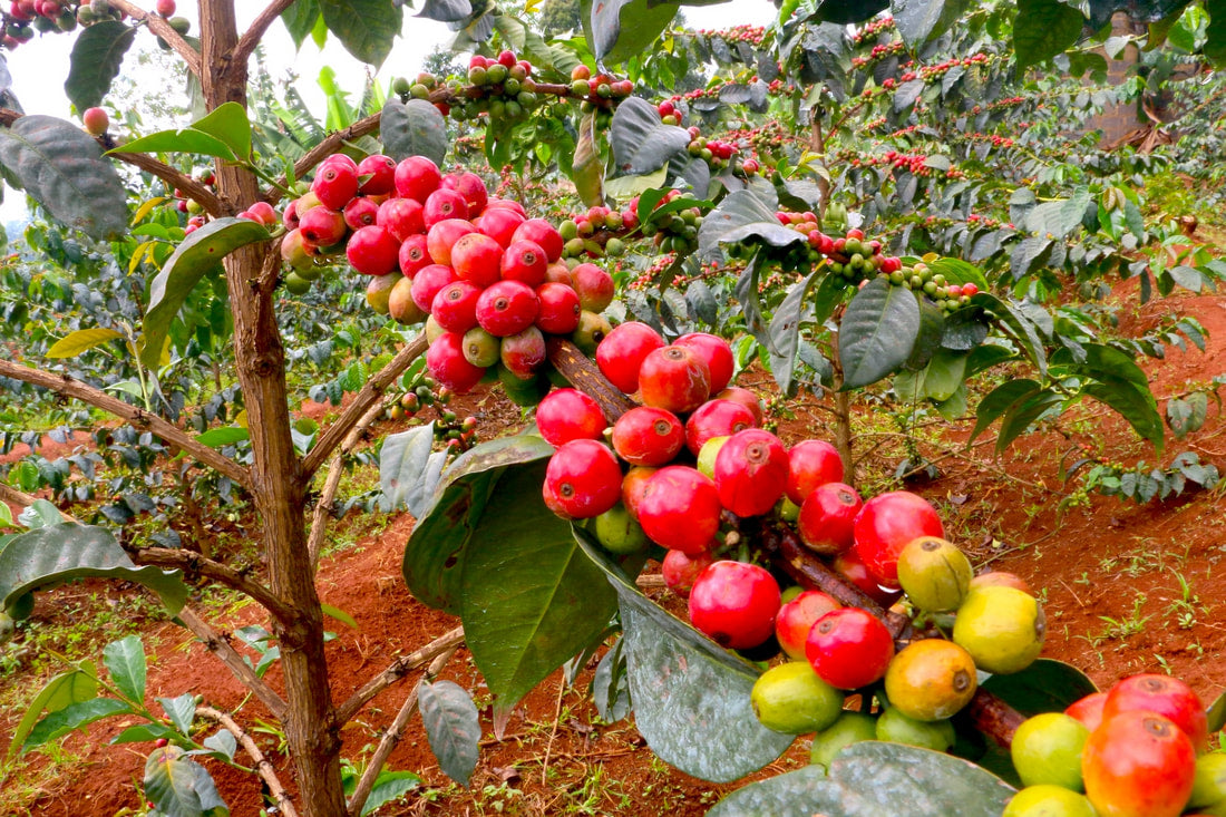 Kenya Gatina AB