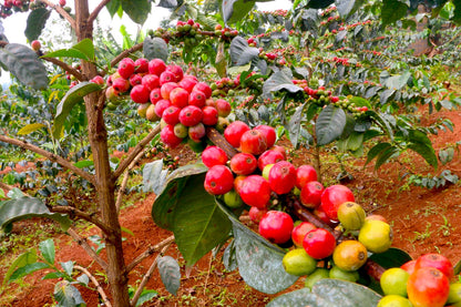 Kenya Gatina AB